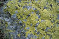 Lichens encroutants sur rocher (Rhizocarpon geographicum)